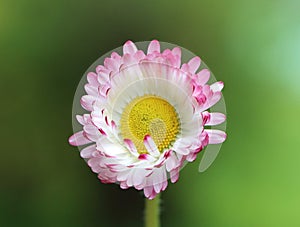 Daisy (Bellis perennis)