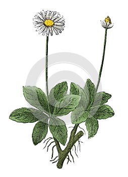 Daisy or Bellis perennis antique botanical engraving