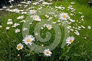 Daisy (Bellis Perennis) photo