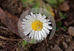 Daisy Bellis perennis, capitula with white petal and yellow corolla