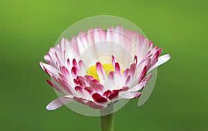 Daisy (Bellis perennis) photo