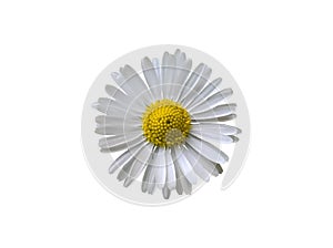 Daisy Bellis Perennis Isolated