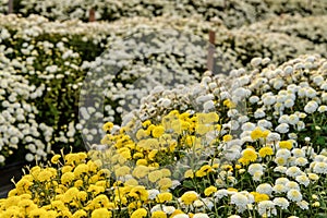 Daisy blooming in Tonglu