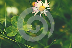 daisy blossom with pink tips and rare four-leaf-clover on bright green dreamy meadow