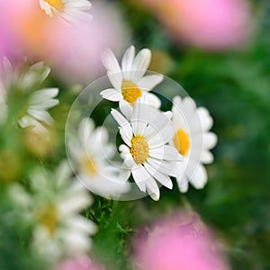 Daisy blossoms closeup with shallow depth of field