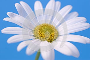 Daisy on blue