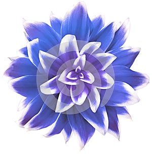 Daisy blue. Flower on  isolated  white background with clipping path without shadows. Close-up. For design.