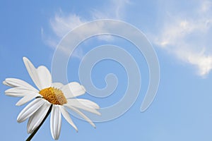 Daisy on blue sky photo