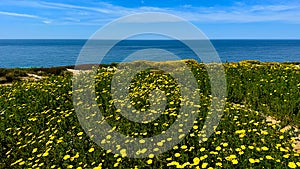 Daisy bonanza, Torrey Pines, California