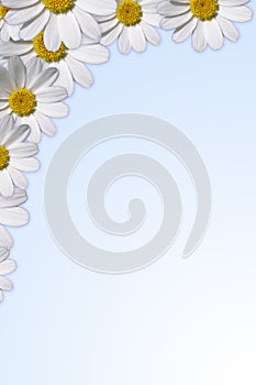 Daisy border