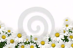 daisy border frame flowers border frame of daisies