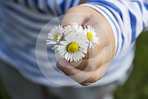 Daisy bouqet in child hand photo