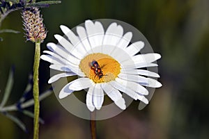 Daisy With Bug