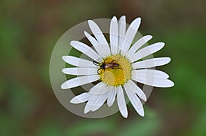 Daisy with bug