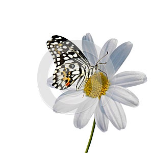 Daisy with Butterfly