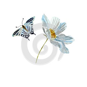 Daisy butterfly blue flower red sketch watercolor