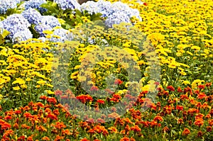 Daisy and Callistephus