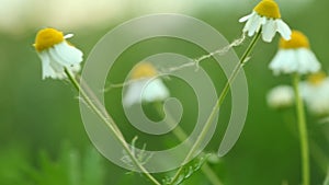 Daisy. camomile chamomile flowers. Full HD with motorized slider. 1080p