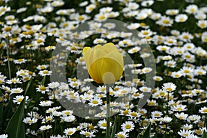 Daisy camomile flower. Daisy flower, Papatya. photo