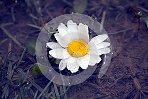 Daisy camomile flower. Daisy flower, Papatya. photo