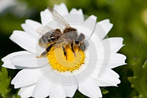 Daisy camomile flower. Daisy flower, Papatya. photo