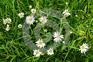 Daisy camomiles as background in the nature, panorama