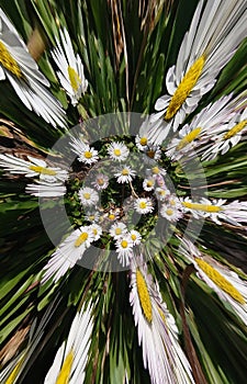 Daisy Chain Flowers Abstract Background