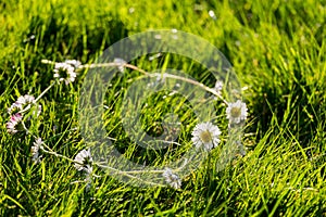 Daisy Chain