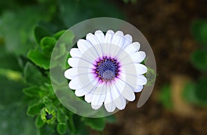 Daisy, chamomile flower