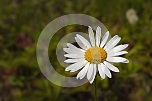 Daisy chamomile flower, close-up wallpaper background. White daisy petals yellow middle of the flower. Nature lonely