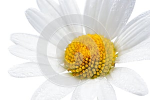 Daisy (Chamomile) Flower with Water Drops on White Background