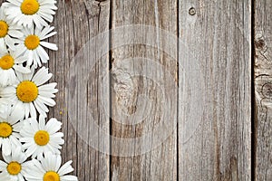 Daisy chamomile flowers