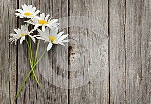 Daisy chamomile flowers