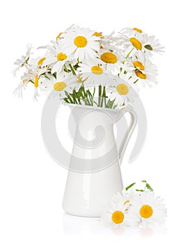 Daisy chamomile flowers