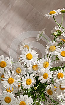 Daisy or chamomile flowers bouquet on the wooden background.