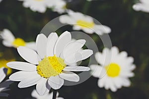 Daisy chamomile flowers. Nature background