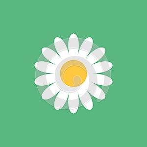 Daisy chamomile icon in flat style. Flower vector illustration on isolated background. Floral sign business concept
