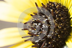 Daisy Closeup Flower, yellow and black