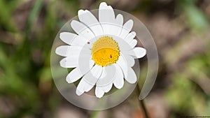 Daisy closeup. White petal. White and yellow. Summer mood and summer heat.