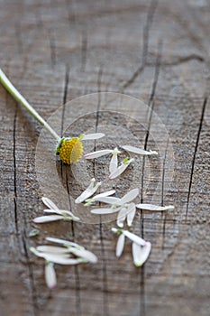 Daisy counting-out rhyme photo