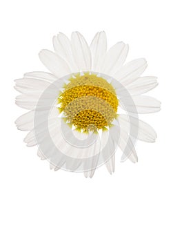 Daisy cutout