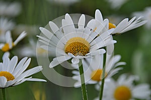 Daisy