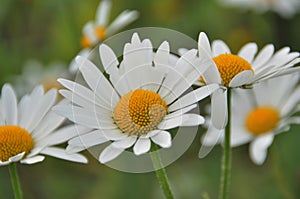 Daisy