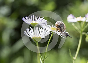 On a daisy daisy flower sits a small snail with beautiful horns and a shell against the green bokeh of the forest