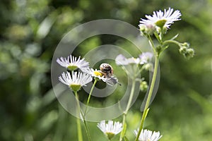 On a daisy daisy flower sits a small snail with beautiful horns and a shell against the green bokeh of the forest