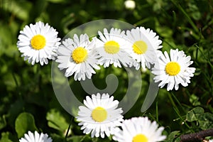 Daisy. Daisy flowers in spring on a meadow in green grass in nature. Marguerite flowers. Floral pattern. Coin flower. Spring