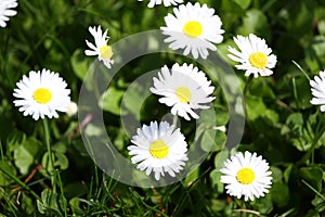 Daisy. Daisy flowers in spring on a meadow in green grass in nature. Marguerite flowers. Floral pattern. Coin flower. Spring