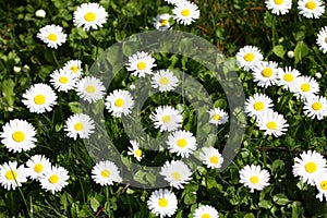 Daisy. Daisy flowers in spring on a meadow in green grass in nature. Marguerite flowers. Floral pattern. Coin flower. Spring