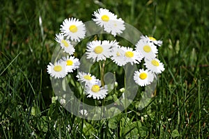 Daisy. Daisy flowers in spring on a meadow in green grass in nature. Marguerite flowers. Floral pattern. Coin flower. Spring and s