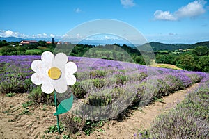 Daisy decoration on lavender field, Sale San Giovanni, Piedmont, Italy